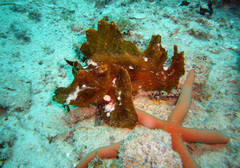 Rhinopias eschmeyeri