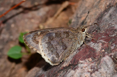 Cogia hippalus hippalus