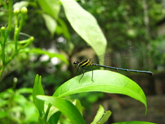 Onychargia atrocyana