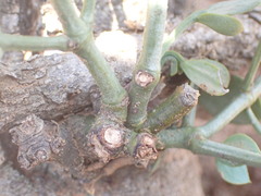 Viscum rotundifolium