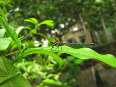 Onychargia atrocyana