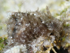 Stylocheilus rickettsi