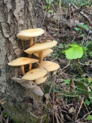 Kuehneromyces
