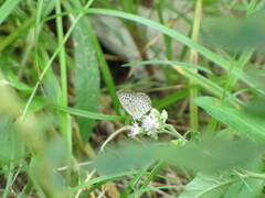 Pseudozizeeria maha