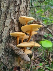 Kuehneromyces
