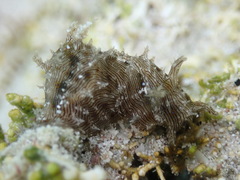 Stylocheilus rickettsi