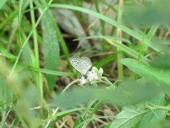 Pseudozizeeria maha