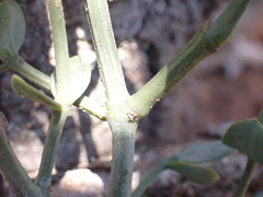Viscum rotundifolium