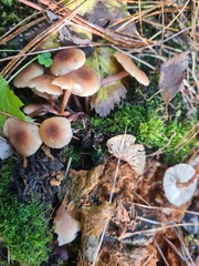 Kuehneromyces