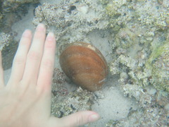 Megapitaria squalida