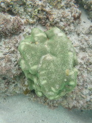 Porites panamensis