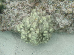 Porites panamensis