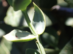 Viscum rotundifolium