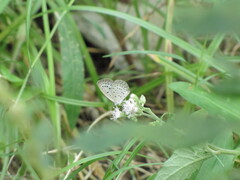 Pseudozizeeria maha