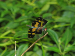 Rhyothemis variegata