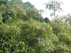 Albizia chinensis