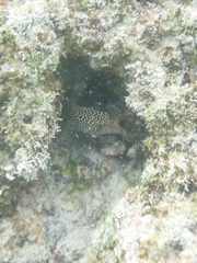 Canthigaster punctatissima