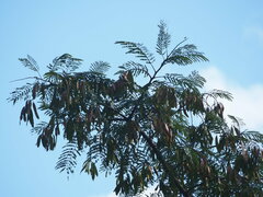 Albizia chinensis