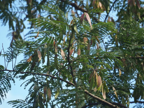 Albizia chinensis
