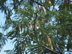 Albizia chinensis