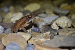 Incilius valliceps