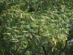 Albizia chinensis