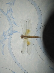 Tholymis tillarga