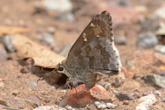 Cogia hippalus hippalus