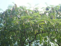 Albizia chinensis