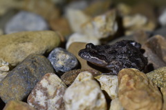 Leptodactylus melanonotus