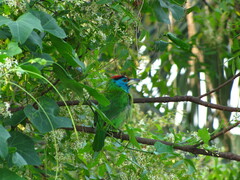 Psilopogon asiaticus