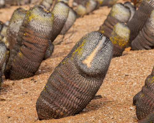 Copiapoa cinerea