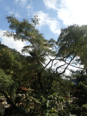 Albizia chinensis