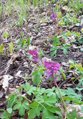 Corydalis cava