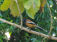 Dendrocitta vagabunda