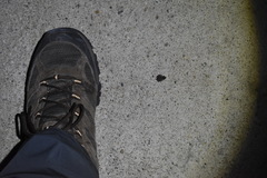 Leptodactylus melanonotus