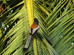 Dendrocitta vagabunda