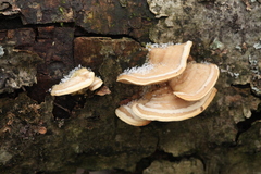 Metuloidea murashkinskyi