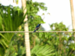 Cinnyris asiaticus