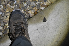 Leptodactylus melanonotus