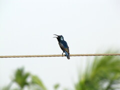 Cinnyris asiaticus