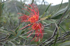 Grevillea meisneri