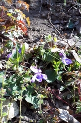 Viola reichenbachiana