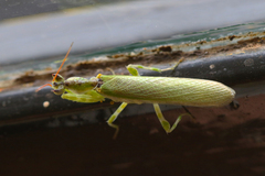 Galinthiadidae