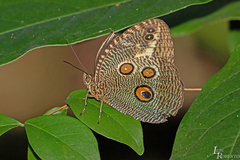 Dasyophthalma creusa