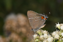 Parrhasius moctezuma