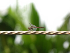 Potamarcha congener