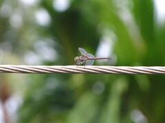 Potamarcha congener