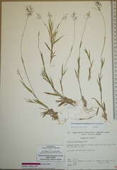 Dichanthelium meridionale