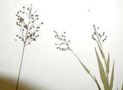 Dichanthelium meridionale